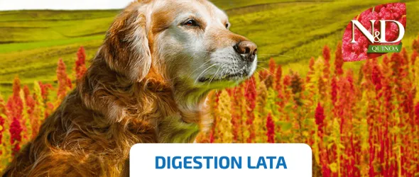 Nd dog lata quinoa digestion Cordero perros 6×285 g