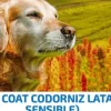 ND dog quinoa lata CODORNIZ skin coat perros 6×285 g