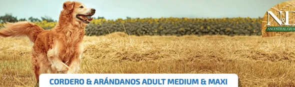 ND MediumMaxi Ancestral Cordero Arándano perros adultos razas medianas grandes