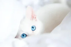 ND Ocean kitten atún bacalao gambas calabaza gatitos