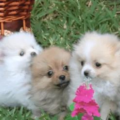 ND Ocean Puppy Mini Bacalao calabaza melón cachorros