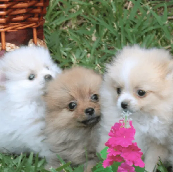 ND Ocean Puppy Mini Bacalao calabaza melón cachorros