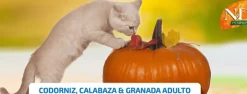ND Pumpkin Cat CODORNIZ, Calabaza y granada gatos