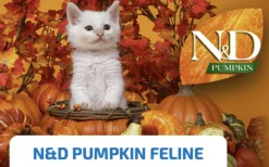 ND Pumpkin Cat lata Jabalí Manzana calabaza gatos adultos