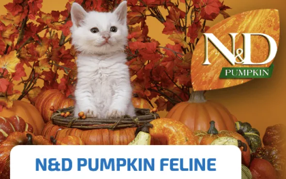 ND Pumpkin Cat lata Jabalí Manzana calabaza gatos adultos