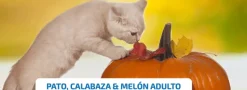 ND Pumpkin Cat PATO, Calabaza y Melón gatos
