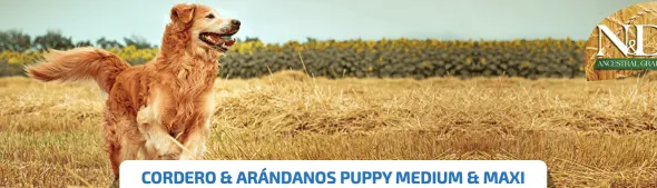 ND PUPPY MediumMaxi Ancestral Cordero Arándano cachorros