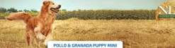 ND PUPPY mini Ancestral Pollo Granada cachorros
