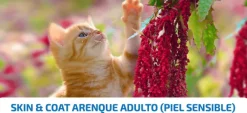 ND Quinoa cat Arenque Skin coat gatos