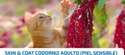 ND Quinoa cat Codorniz Skin coat gatos