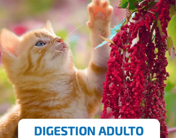 ND Quinoa Digestión CAT CORDERO gatos