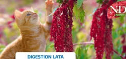 ND Quinoa DIGESTIÓN lata gatos 24×80 g