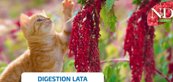 ND Quinoa DIGESTIÓN lata gatos 24×80 g