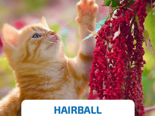 ND Quinoa Hairball CAT PATO gatos