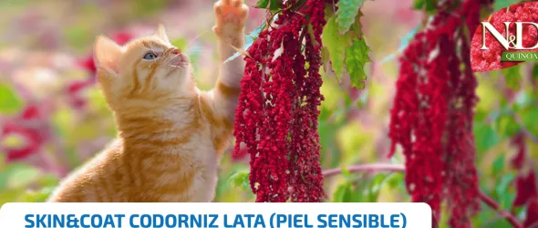 ND Quinoa Skin Coat CODORNIZ lata gatos piel sensible 24X80 g