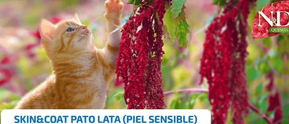 ND Quinoa Skin Coat pato lata gatos piel sensible 24×80 g