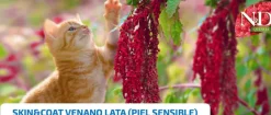 ND Quinoa Skin Coat VENADO lata gatos piel sensible 24×80 g