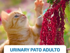 ND Quinoa Urinary CAT PATO gatos