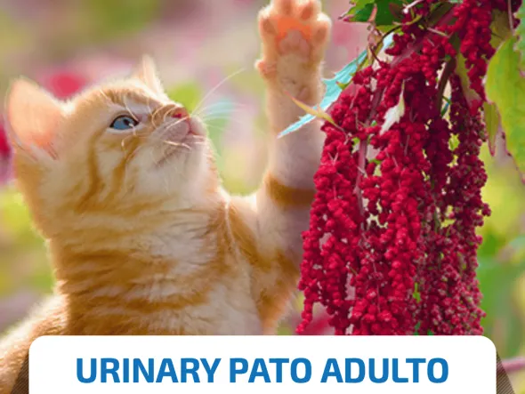 ND Quinoa Urinary CAT PATO gatos