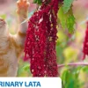 ND Quinoa URINARY lata gatos 24×80 g