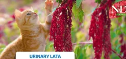 ND Quinoa URINARY lata gatos 24×80 g