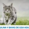 ND SPIRULINA Cat Cordero y Bayas de Goji gato adulto 1,5 kg
