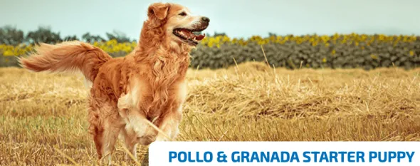ND Starter PUPPY Ancestral Pollo Granada cachorros 800 g