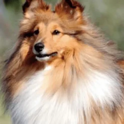 Nutricarevet PELO PIEL perros 85 comprimidos