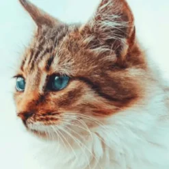 Nutricarevet Suplemento CARDÍACO felino 80 comprimidos