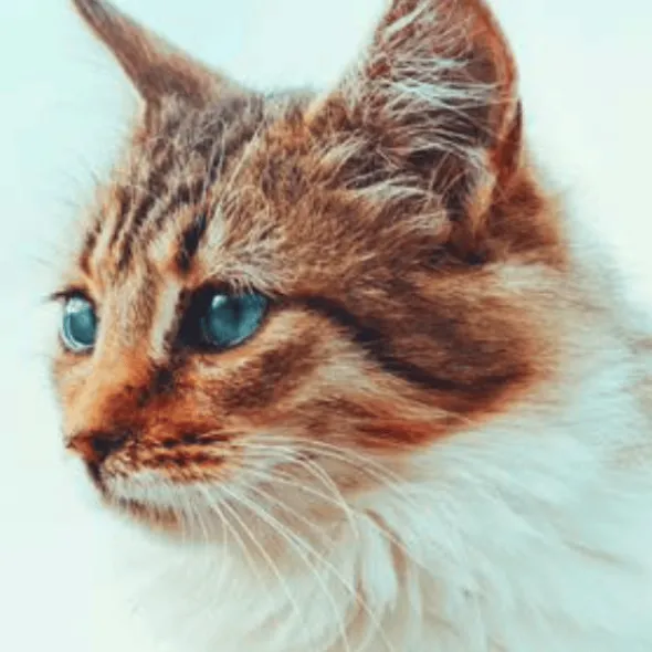Nutricarevet Suplemento CARDÍACO felino 80 comprimidos