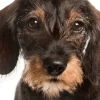 Nutricarevet Suplemento URINARIO perros 85 comprimidos