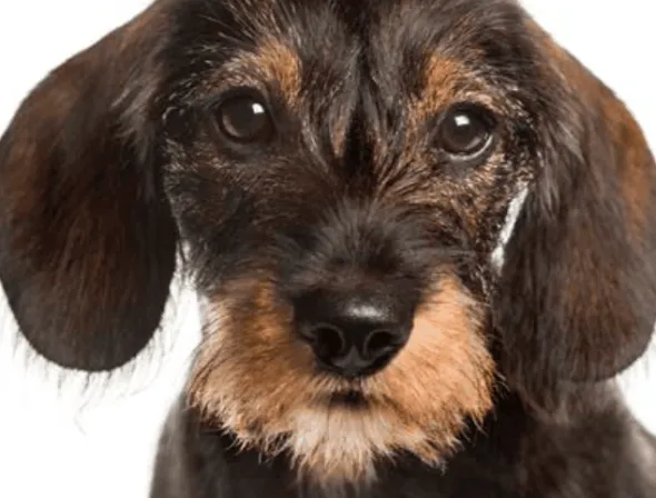 Nutricarevet Suplemento URINARIO perros 85 comprimidos