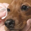 Ocucan gotas Rufus ojo seco 15 ml para perros y gatos