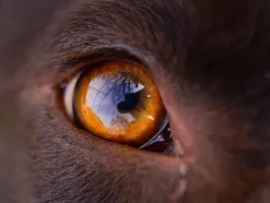 OCUCAN TOBY limpiador ojos perros y gatos