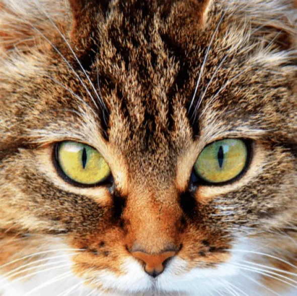 OCUHEALTH afecciones ojo y visión perros gatos