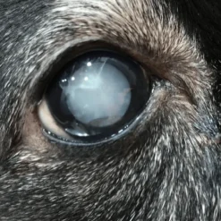 OCUHEALTH afecciones ojo y visión perros gatos