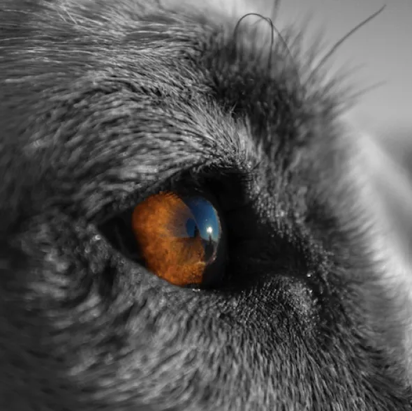 Oftalmoklear limpiador ojos perros gatos 50 ml