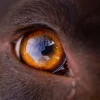 Oftalmovit A 5g Pomada CICATRIZANTE OJOS perros gatos