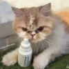 OphtaPRIME limpieza y protección ocular mascotas 50 ml