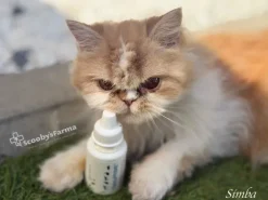 OphtaPRIME limpieza y protección ocular mascotas 50 ml