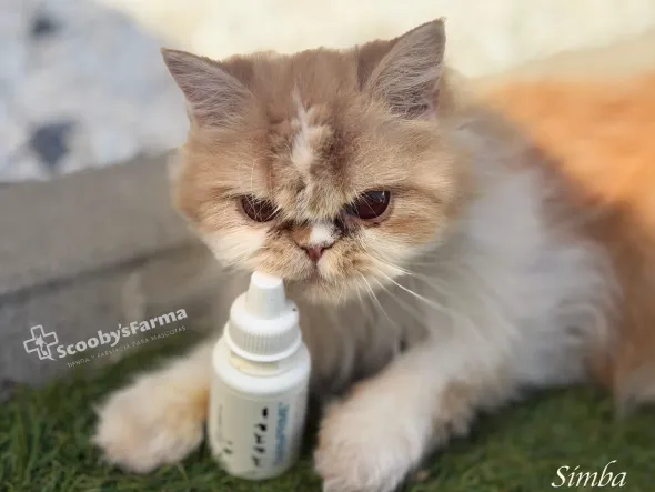 OphtaPRIME limpieza y protección ocular mascotas 50 ml