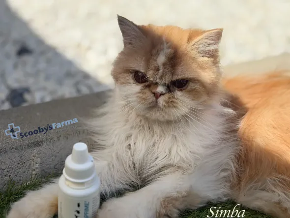 OphtaPRIME limpieza y protección ocular mascotas 50 ml