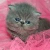Ownat Classic Kitten gatitos 4 kg