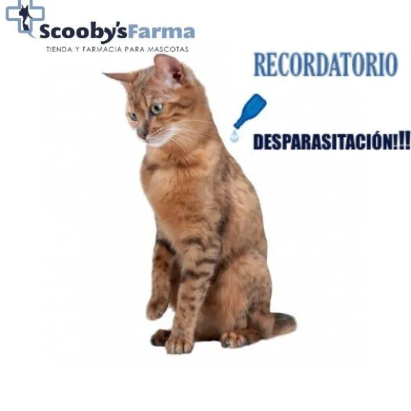 Pestigon GATOS 50 mg fipronilo pipetas antiparasitarias