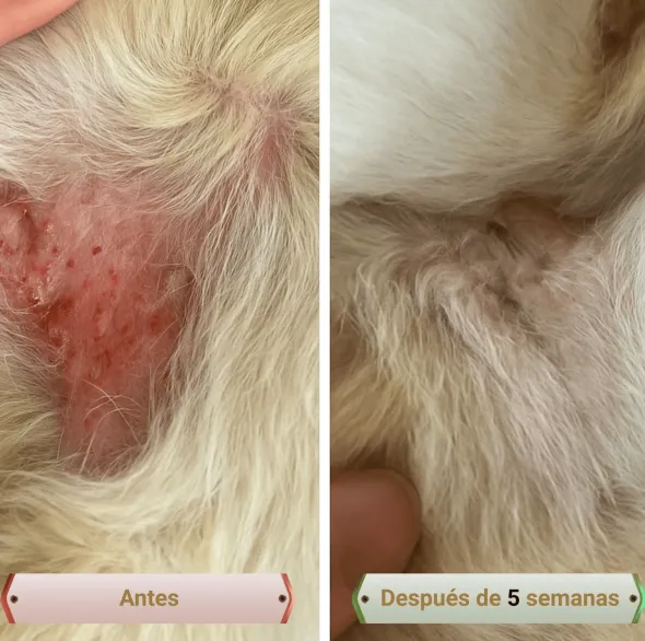 PicorFix HYPO Chews Suplemento hipoalergénico para perros con picor