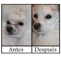 Pretty Eyes Artero perros y gatos 300 ml