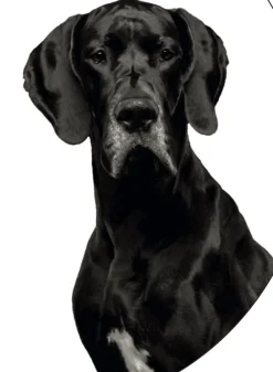 Probio Plus perros probióticos prebióticos y postbióticos 30 sobres de 1 g