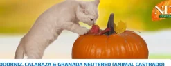 Pumpkin Cat neutered CODORNIZ, Calabaza y granada gatos esterilizados