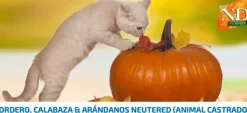 Pumpkin Cat neutered CORDERO, Calabaza gatos esterilizados