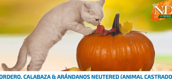 Pumpkin Cat neutered CORDERO, Calabaza gatos esterilizados